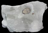Prone Isotelus Maximus Trilobite - Ohio #43127-1